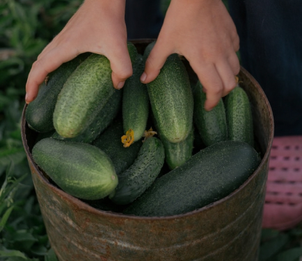 ZUCCHINI